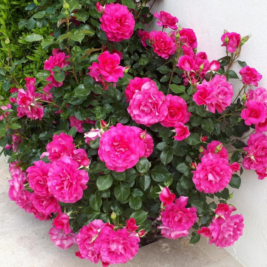 Aigues Marines Bed & Breakfast Exterior photo